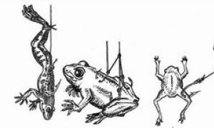Про сомов, лягушек и червей Как ловить сома с берега на лягушку